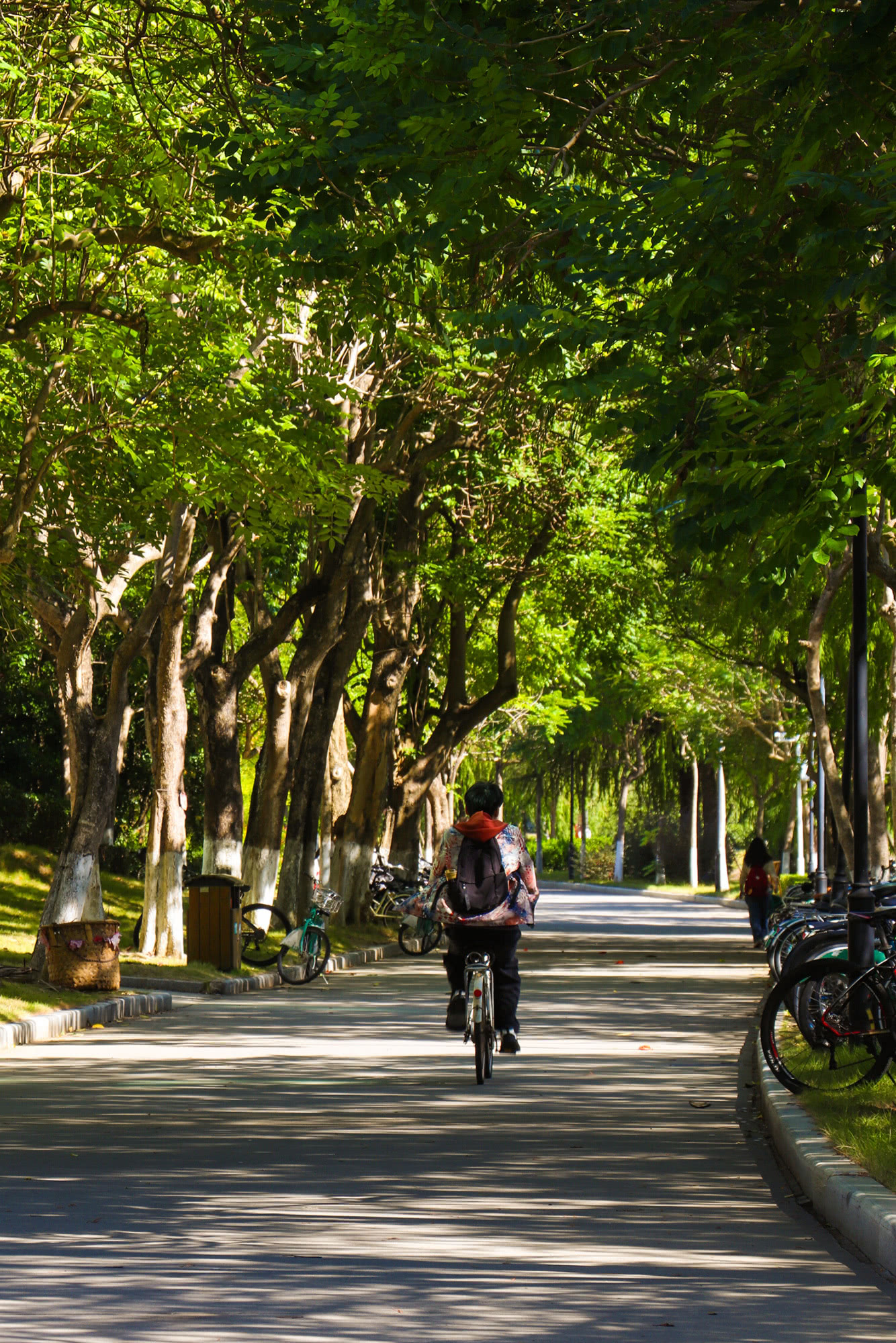 从宿舍楼奔向图书馆，骑行者身影匆匆。风掠过耳畔，带着树叶的沙沙响。征途在阳光下闪耀，鼓舞着他载上真题集和笔记，奔赴又一场与知识的约会。凉风轻轻吹拂，使人倦意渐消。（摄影：黎秦鑫）