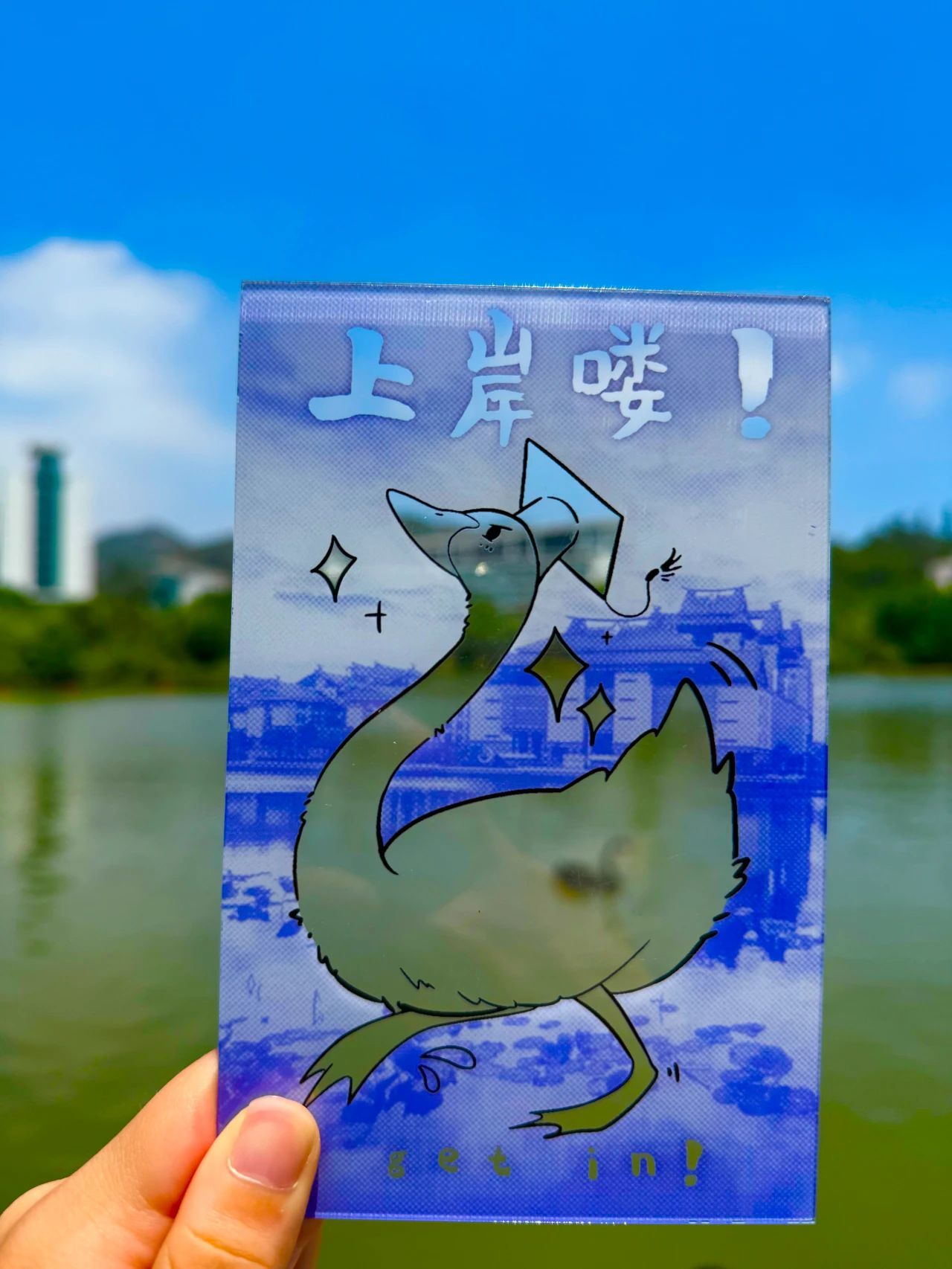 曾无数次与你共赏绝美晚霞的黑天鹅，一定会随着栖霞湖的波光，在你的记忆中闪烁。（摄影：谢妤）