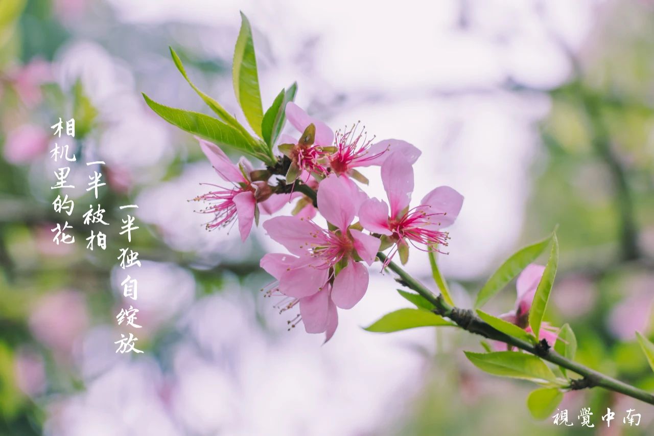 春意已悄然爬上枝头