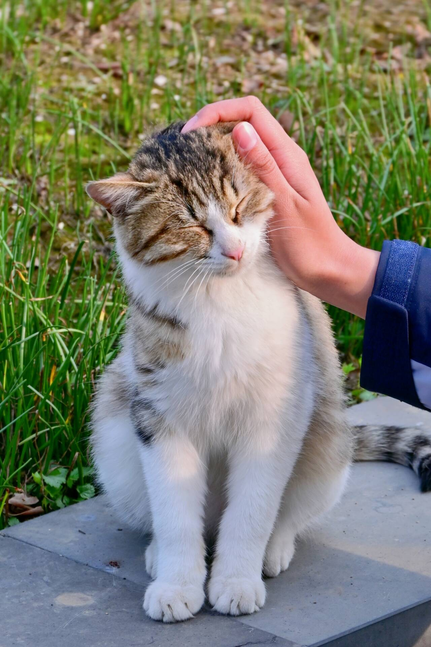 风软猫轻享掌温（图/新闻中心 摄影部 文/新闻中心陈春晴）