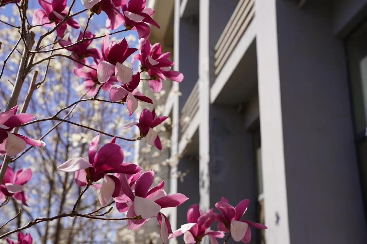 想折一枝春色别在衣襟，却带走了满园的故事，风轻轻，花轻轻，我们站在这里，就是春天最生动的注脚。（融媒体中心 李靖轩摄）