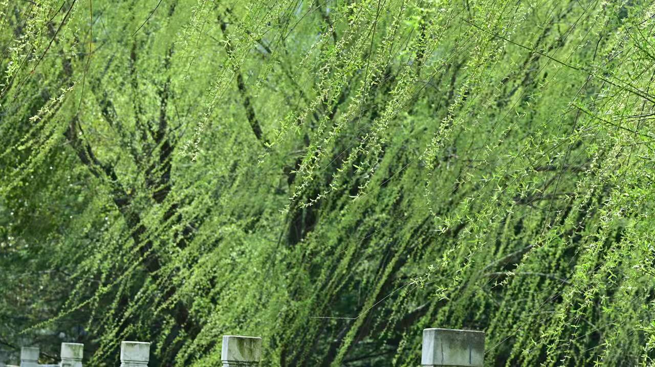 万物含新意，同欢春日长