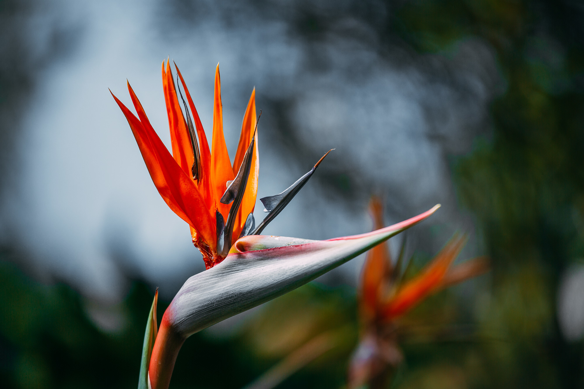 鹤望兰,四季开花,花姿形似腾飞的小鸟,又叫天堂鸟,极乐鸟.