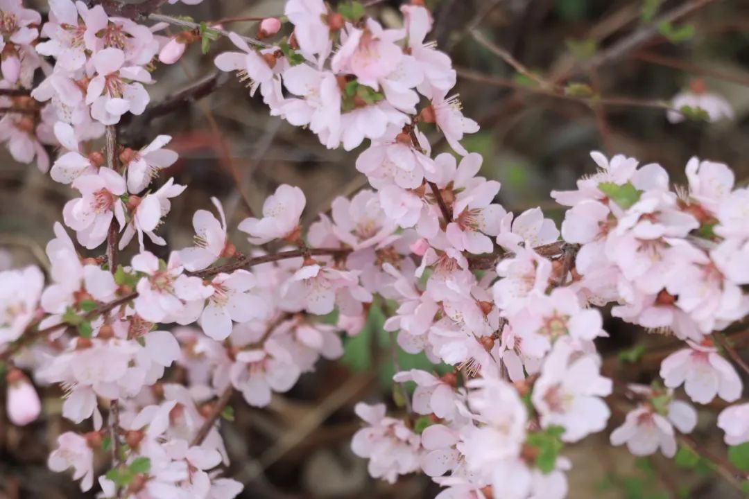 花瓣似嬰兒臉頰般粉嫩，在陽光的照耀下，泛著微微的柔光（圖片拍攝：張朔寧 屈凡茜 李鑫淼 藏青雪 陳靜怡 張世宇 李高揚）