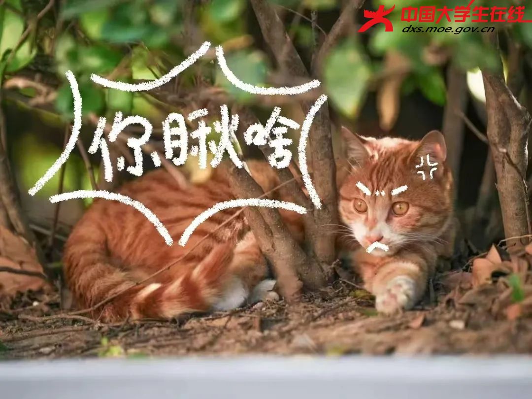 两张橘猫间的“眼神较量”  来源：河南农业大学