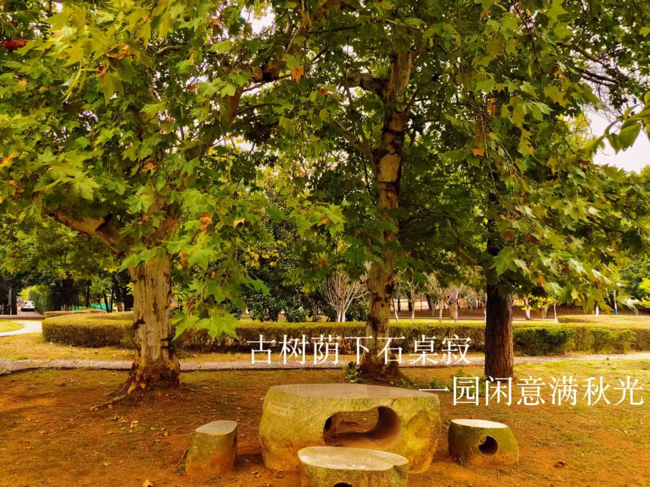 古树浓荫下,石桌石凳静立,一方幽静小天地,藏尽秋意与闲情。