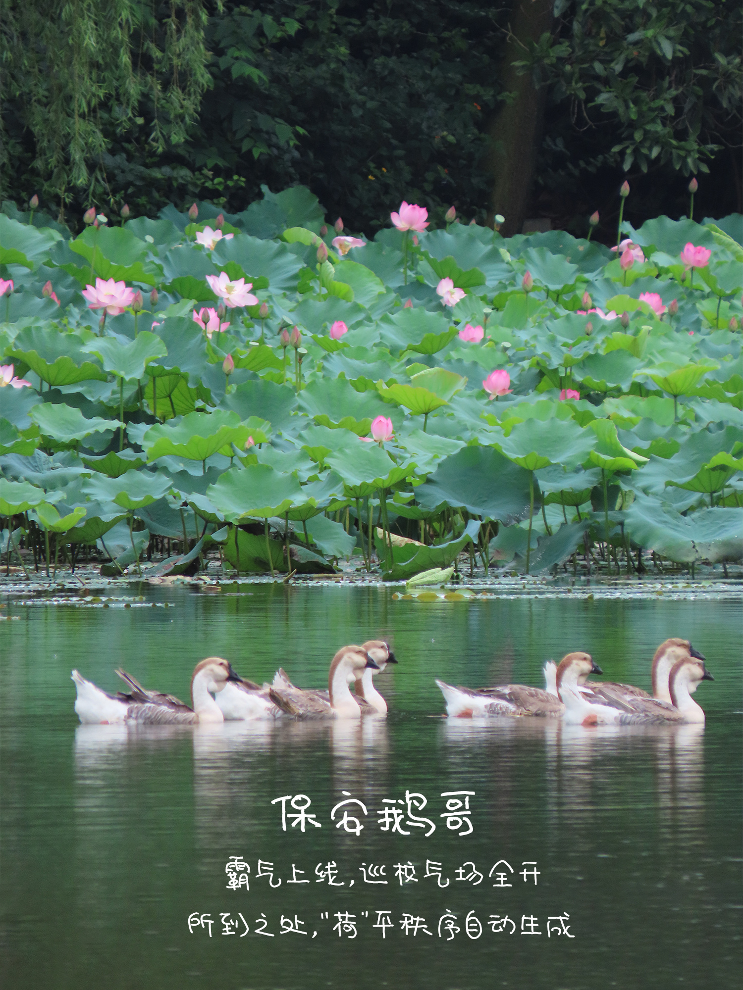 《狮头鹅》保安鹅哥霸气上线，巡校气场全开！所到之处，“荷”平秩序自动生成。（摄影：黄振谊）