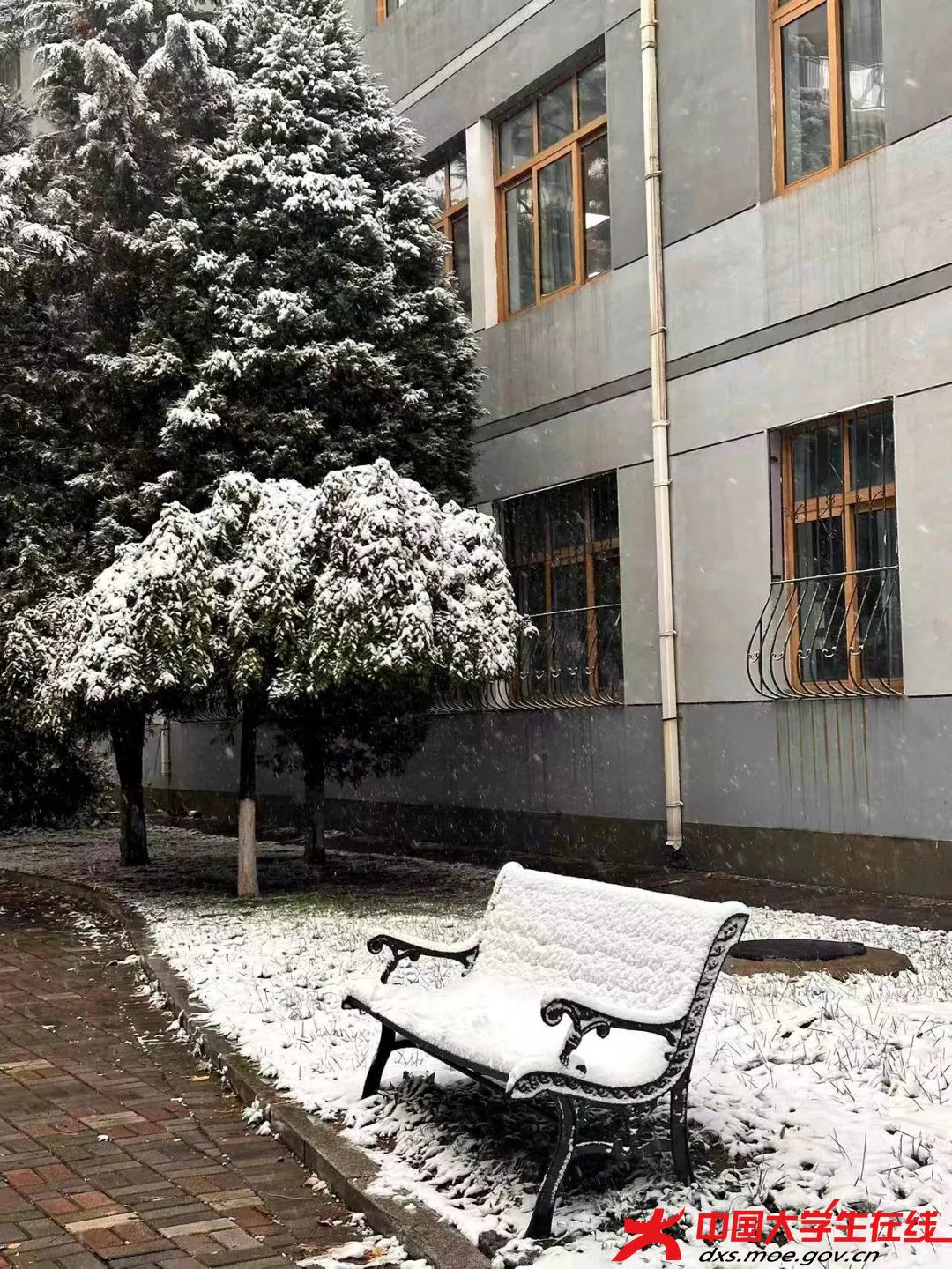 粉妆玉砌。张韵琪摄.jfif