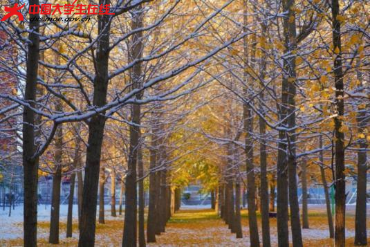 雪能成景 亦能化情
须晴日

2023年11月6日拍摄的渤大雪景 。渤海大学 陶金 摄
