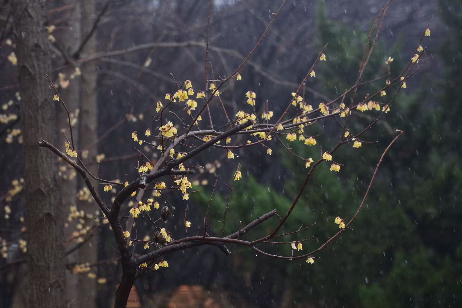 待繁花缀枝，满是绚丽。