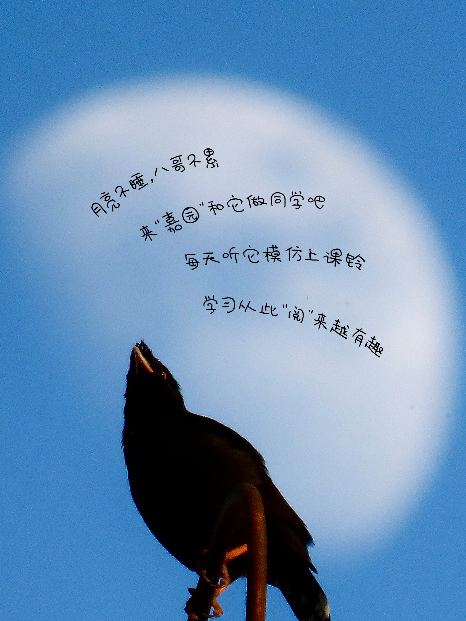 《八哥》月亮不睡，八哥不累。来“嘉园”和“话痨”八哥做同学吧！听它魔性模仿上课铃，学习从此“阅”来越有趣。（摄影：黄振谊）