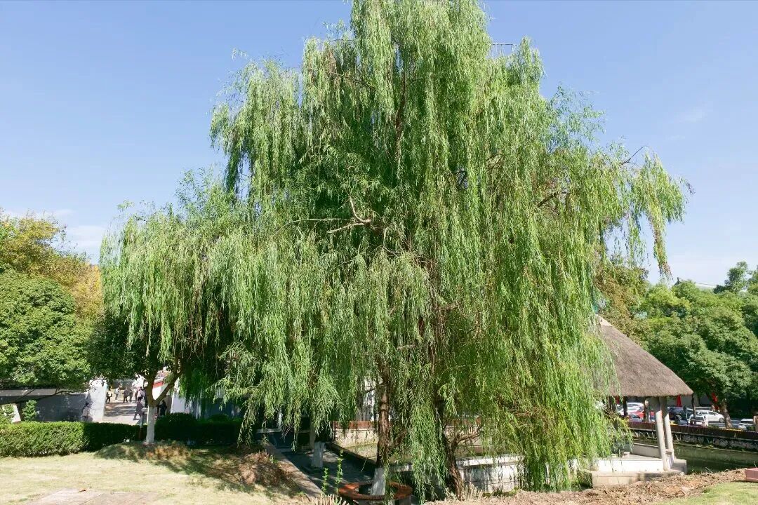 绿色湖大,你“植”得拥有!-34.jpg 绿色湖大,你“植”得拥有!-34.jpg