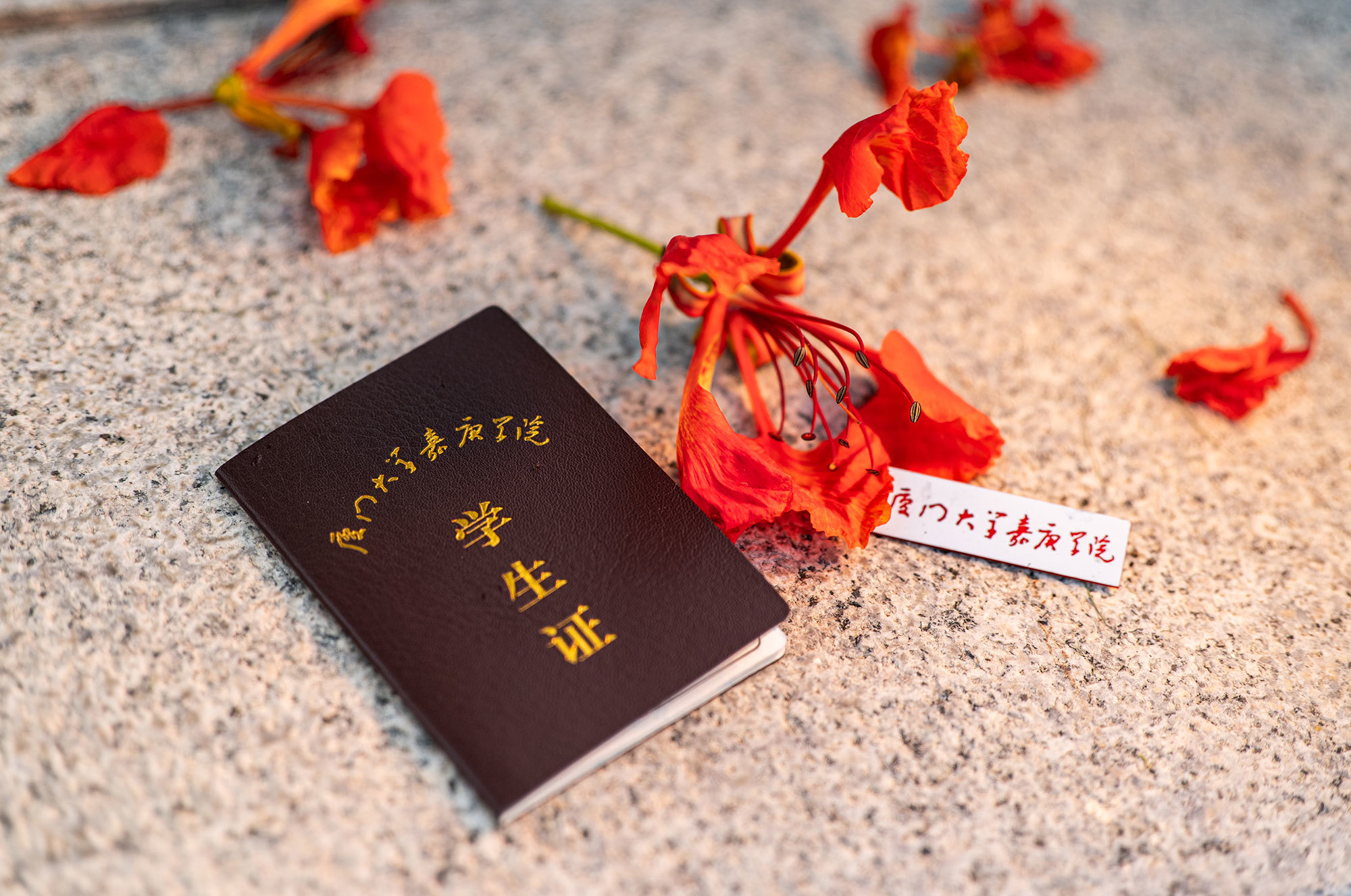 凤凰花那热烈的红，宛如初遇时迎新横幅的色彩。把落花拾起，笑着笑着便湿了眼眶。原来有些告别，早已被编织进四季的轮回。（摄影：陈宇）