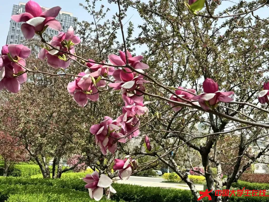 绿意染尽校园 辽宁科技大学大通社摄.png 绿意染尽校园 辽宁科技大学大通社摄.png