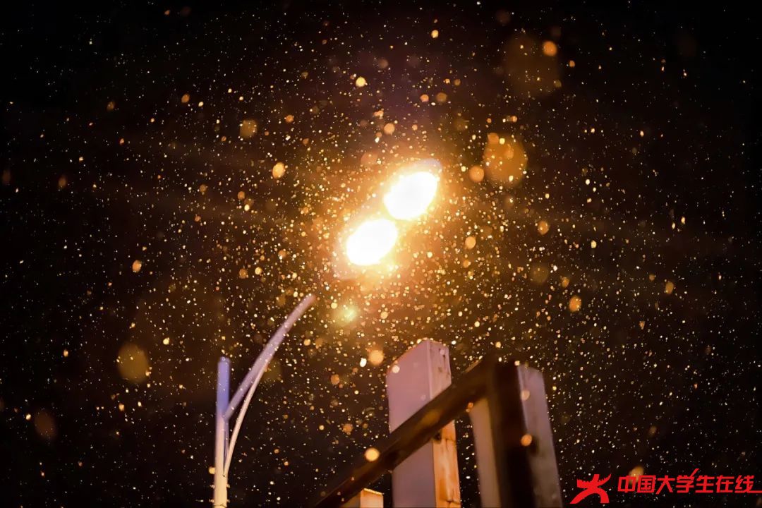 雪无色才绝色。赵友成摄.jfif