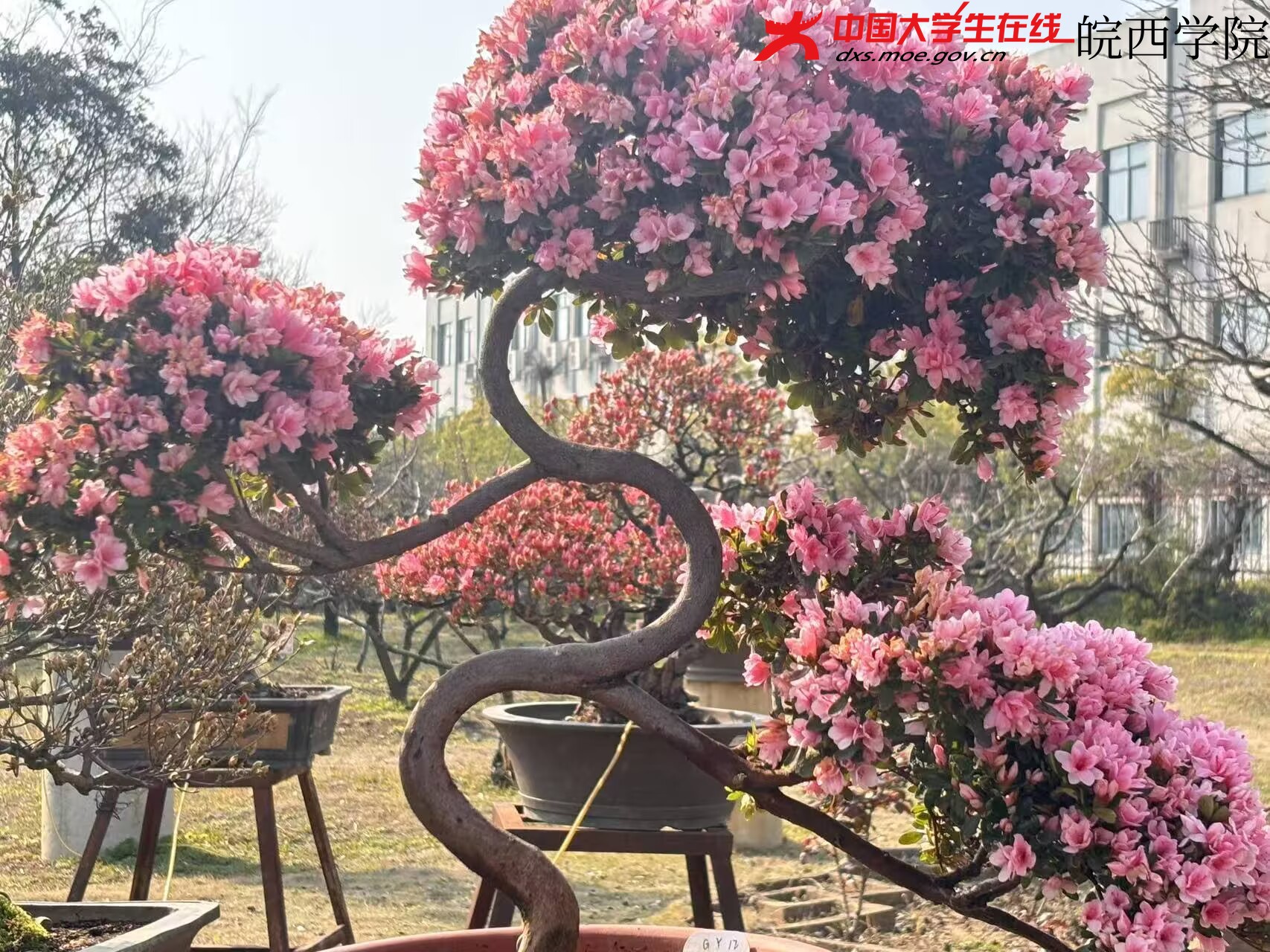 小小的花，也有自己的光。