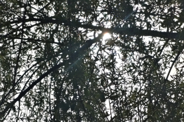20250417_115710.jpeg
