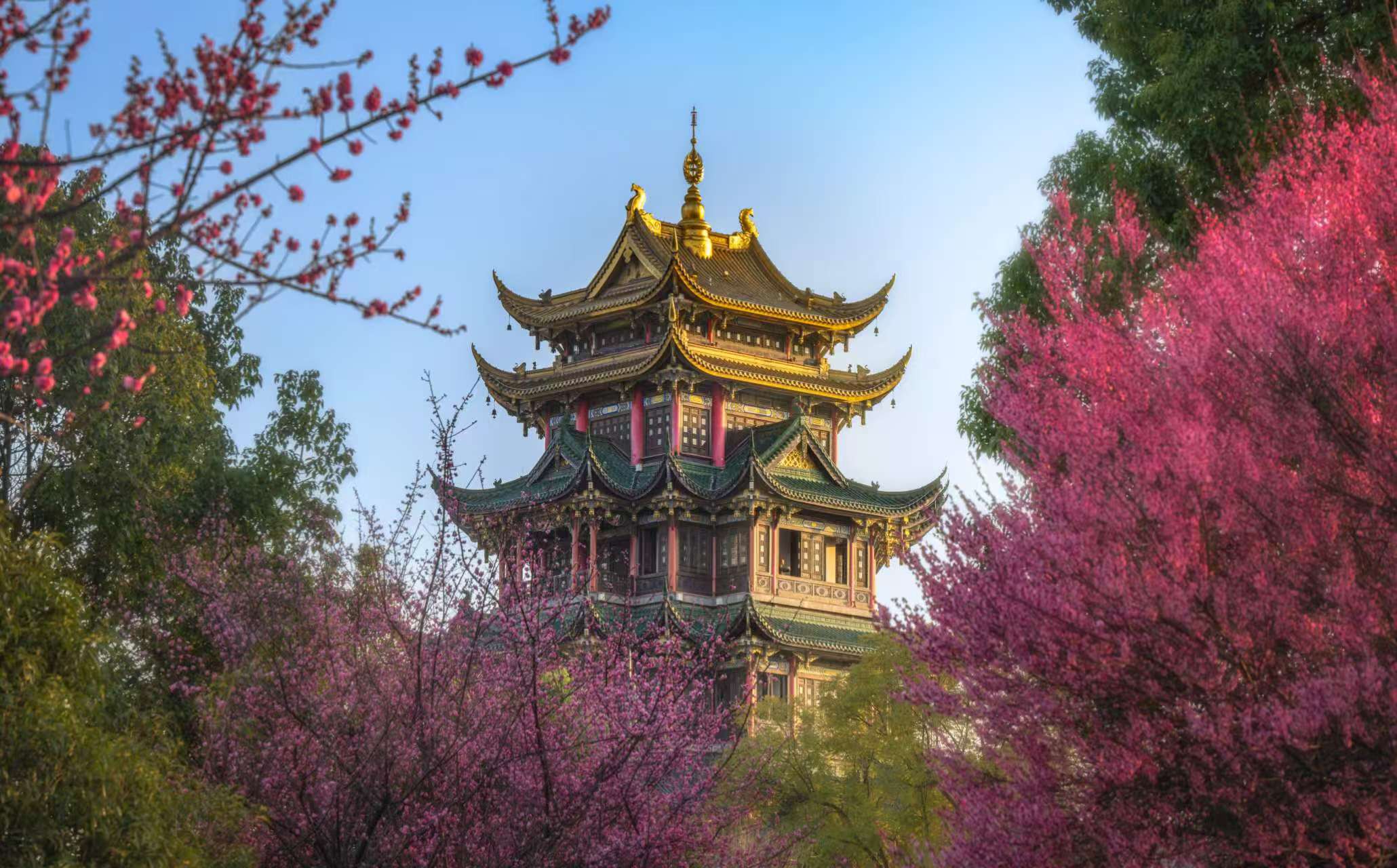 塔映花影：历史悠久的塔楼静静矗立，金色塔尖在蓝天映衬下格外夺目。周围粉色繁花热烈绽放，花朵与塔楼相互映衬，古朴与艳丽交织出独特景致。危祎子/摄