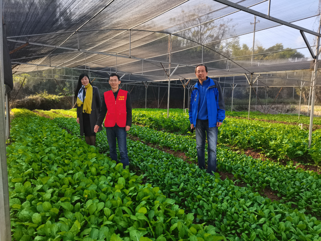 教师“轻骑兵”团队在兴宁叶南渔村蔬（漉）菜种植试验基地.png