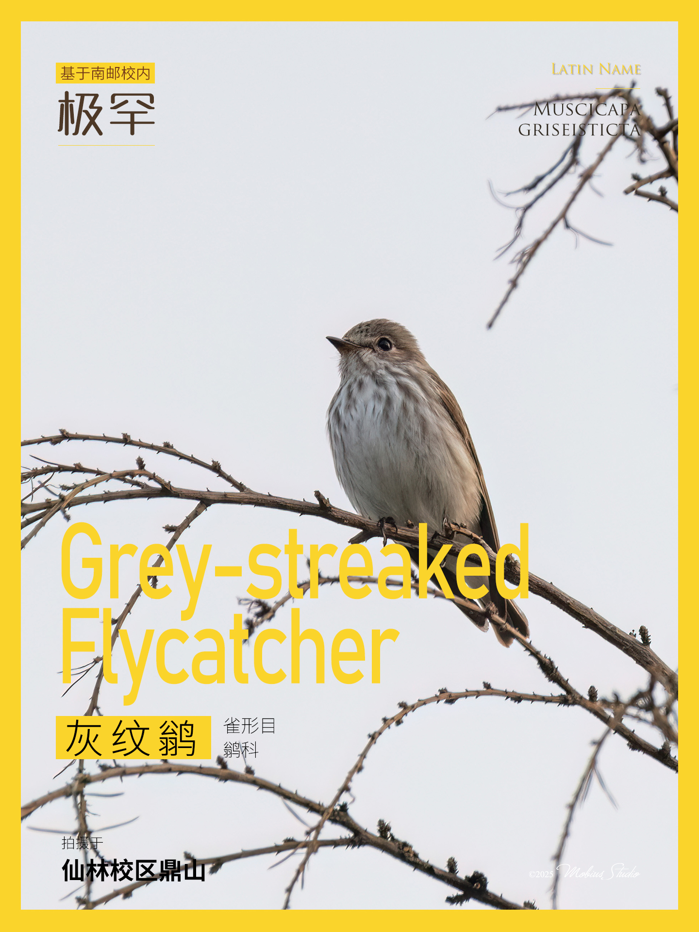 29灰纹鹟.jpg