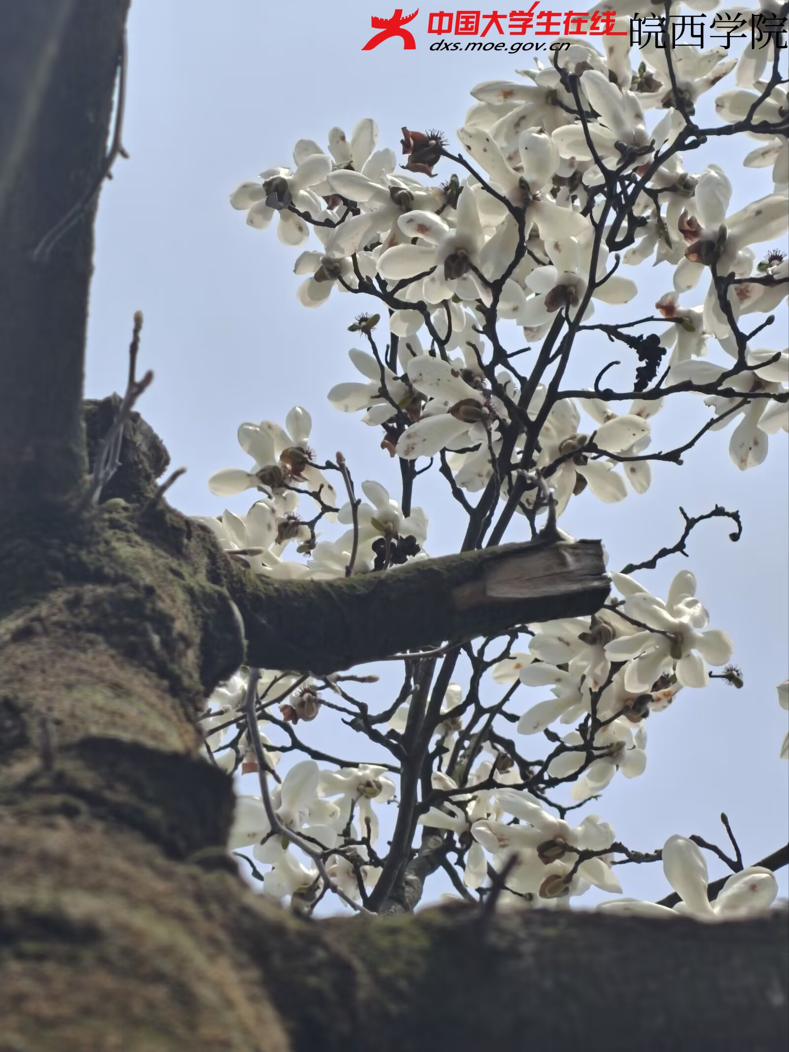 露珠还没醒，花先醒了。