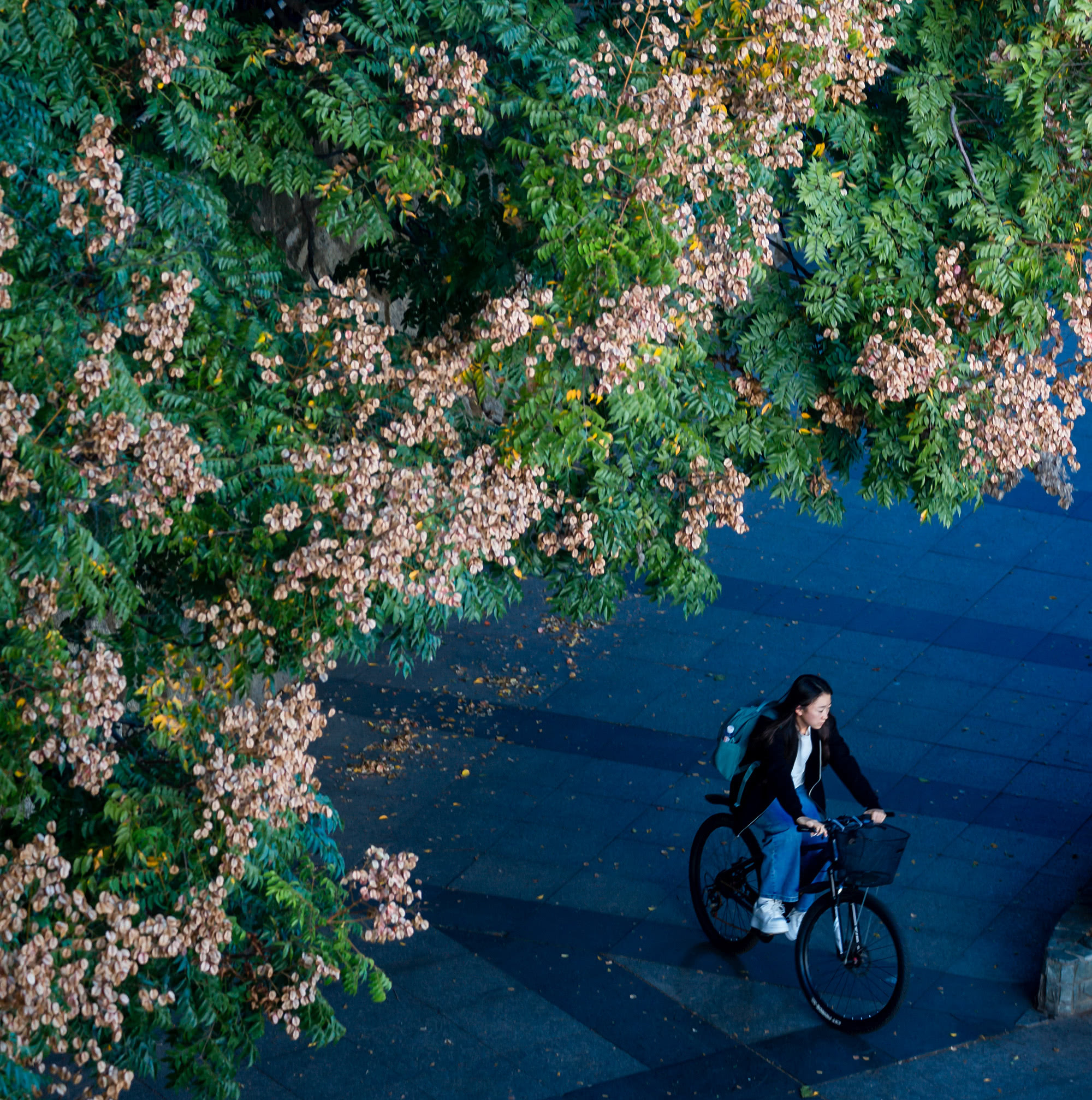 背着书包启程时，路口繁茂的栾树枝丫总把晨光筛得细碎。串串淡红蒴果像悬着无数小灯笼，风一吹就晃动不停，为每一位不负韶华的赶路人悄悄打气。途经它们的那一刻，抬头，莞尔，莫名增添了些许坚定。（摄影：朱鲜艳）