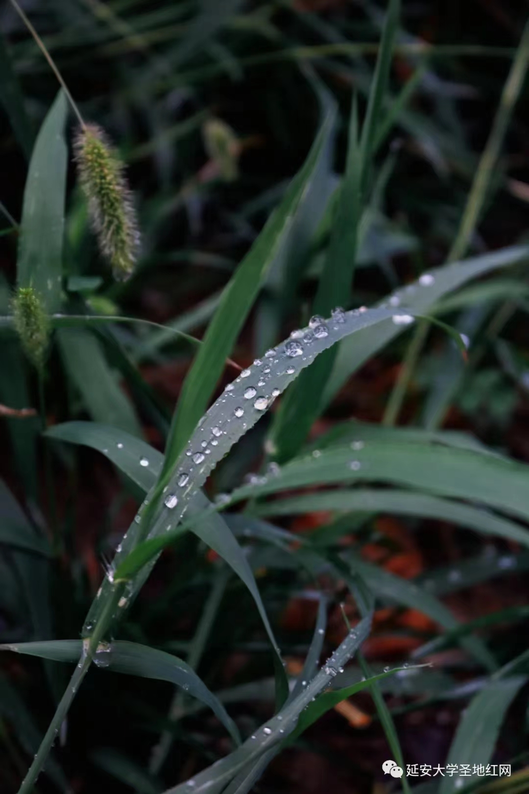 雨后草叶上的圆滚滚的水珠，如同一颗颗晶莹剔透的水晶球。