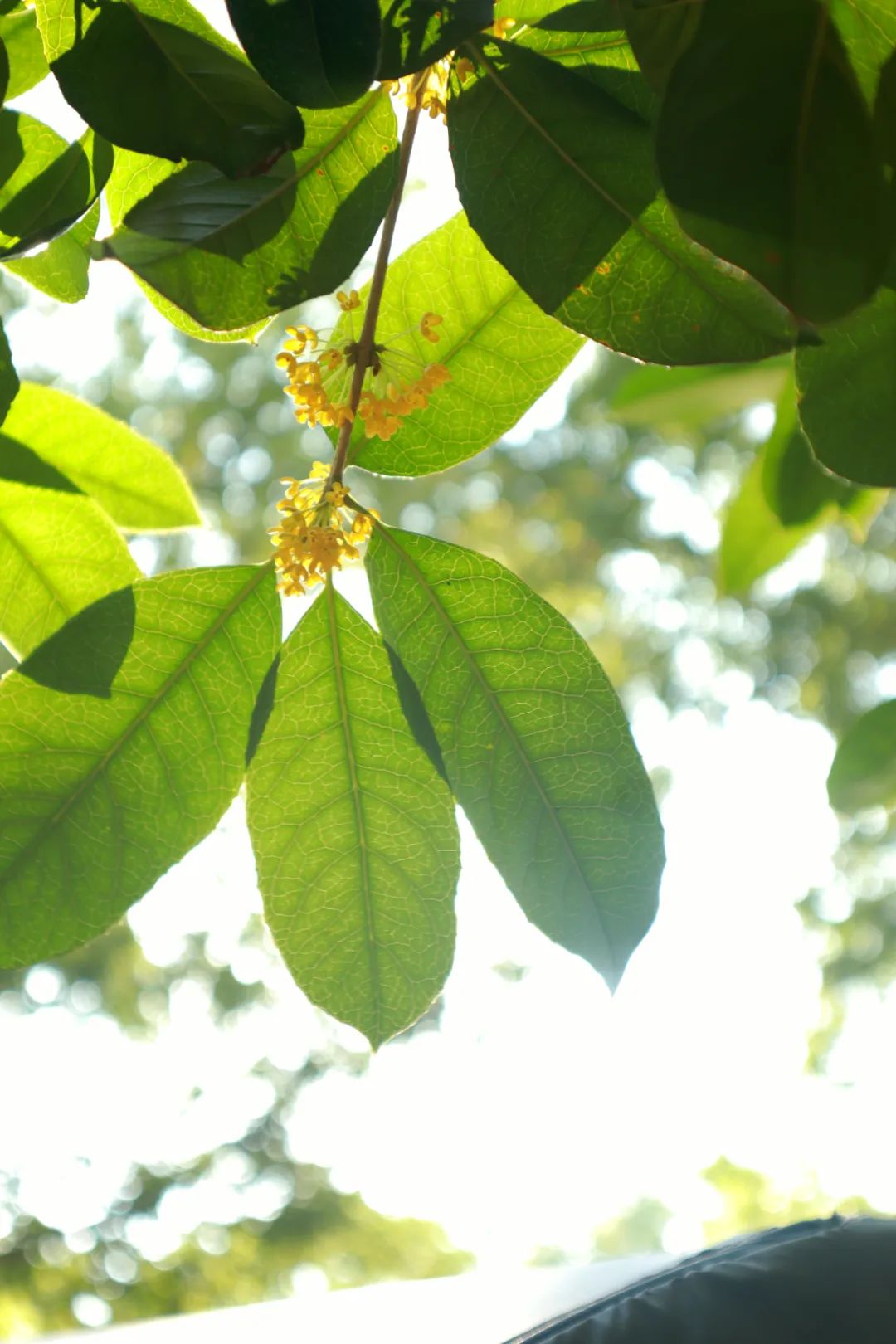 那时寻香 穿过落英满地 抬眼望去 绿云剪叶 低护黄金屑 (湖大桂花