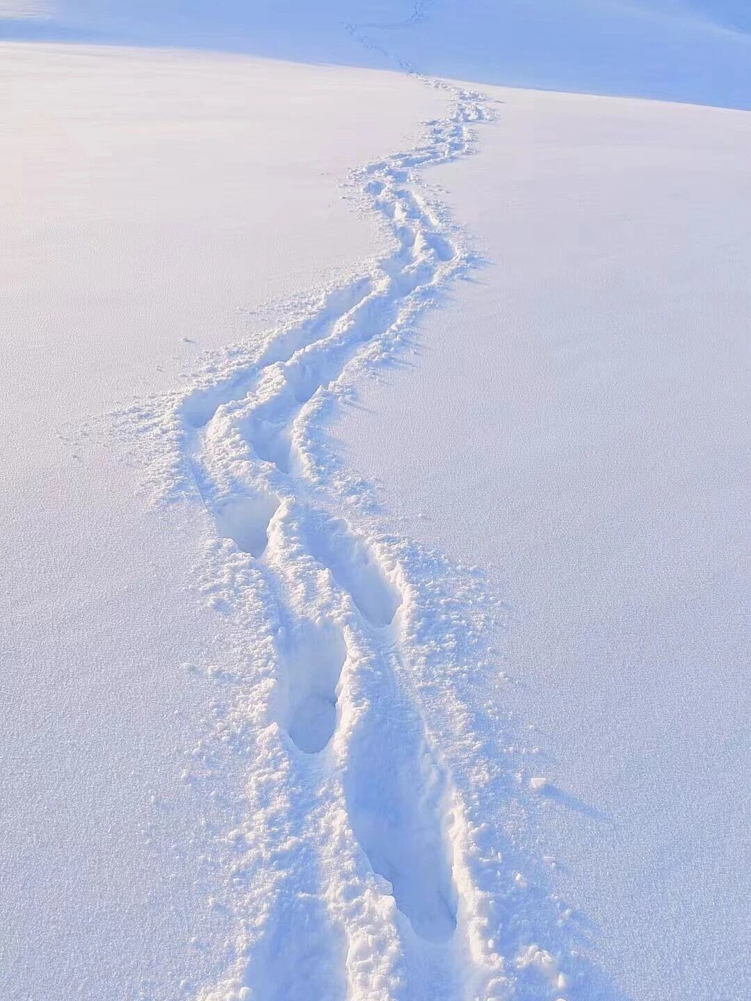 建筑浸在淡紫的天色里
窗灯是暖的
雪是凉的——
凉成树尖悬着的云，凉成路面半融的