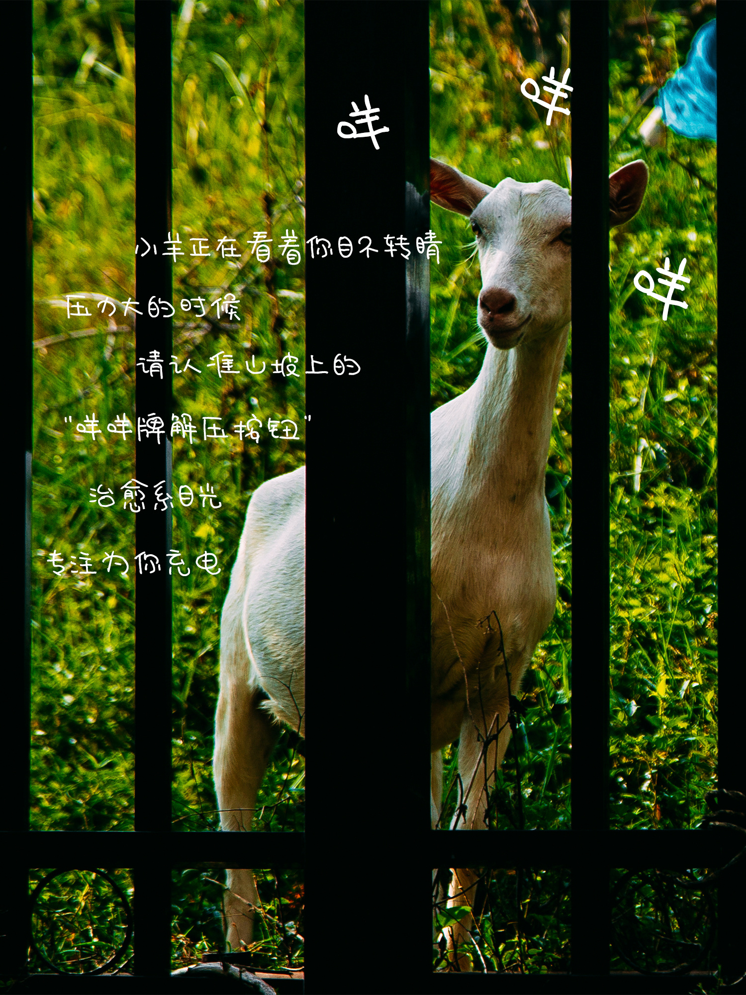 《羊》咩~咩~咩~小羊正在看着你，目不转睛！压力大的时候，请认准山坡上的“咩咩牌解压按钮”——治愈系目光，专注为你充电。（摄影：朱鲜艳）