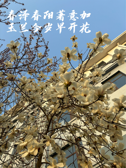 春日暖阳下，玉兰花悄然绽放，洁白的花瓣如雪般纯洁，映衬着湛蓝的天空，仿佛是春天的使者，带来无尽的生机与希望。