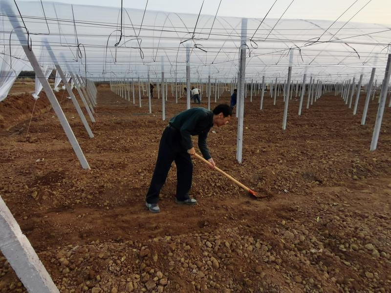 省科技特派员陈伟博士在兴宁叶南渔村果蔬（漉）菜产业园基地.png