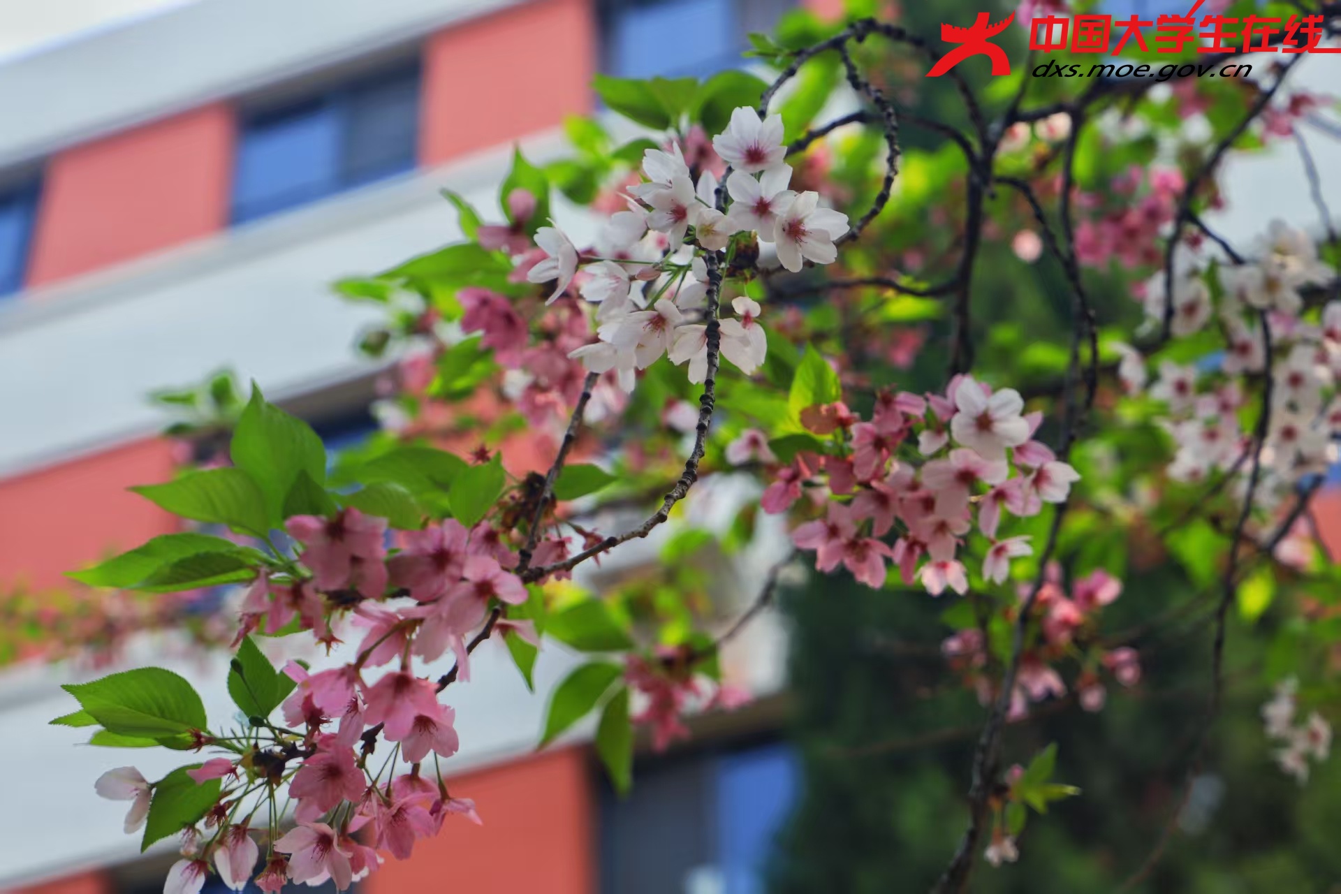 垂枝樱花 来源：河南农业大学