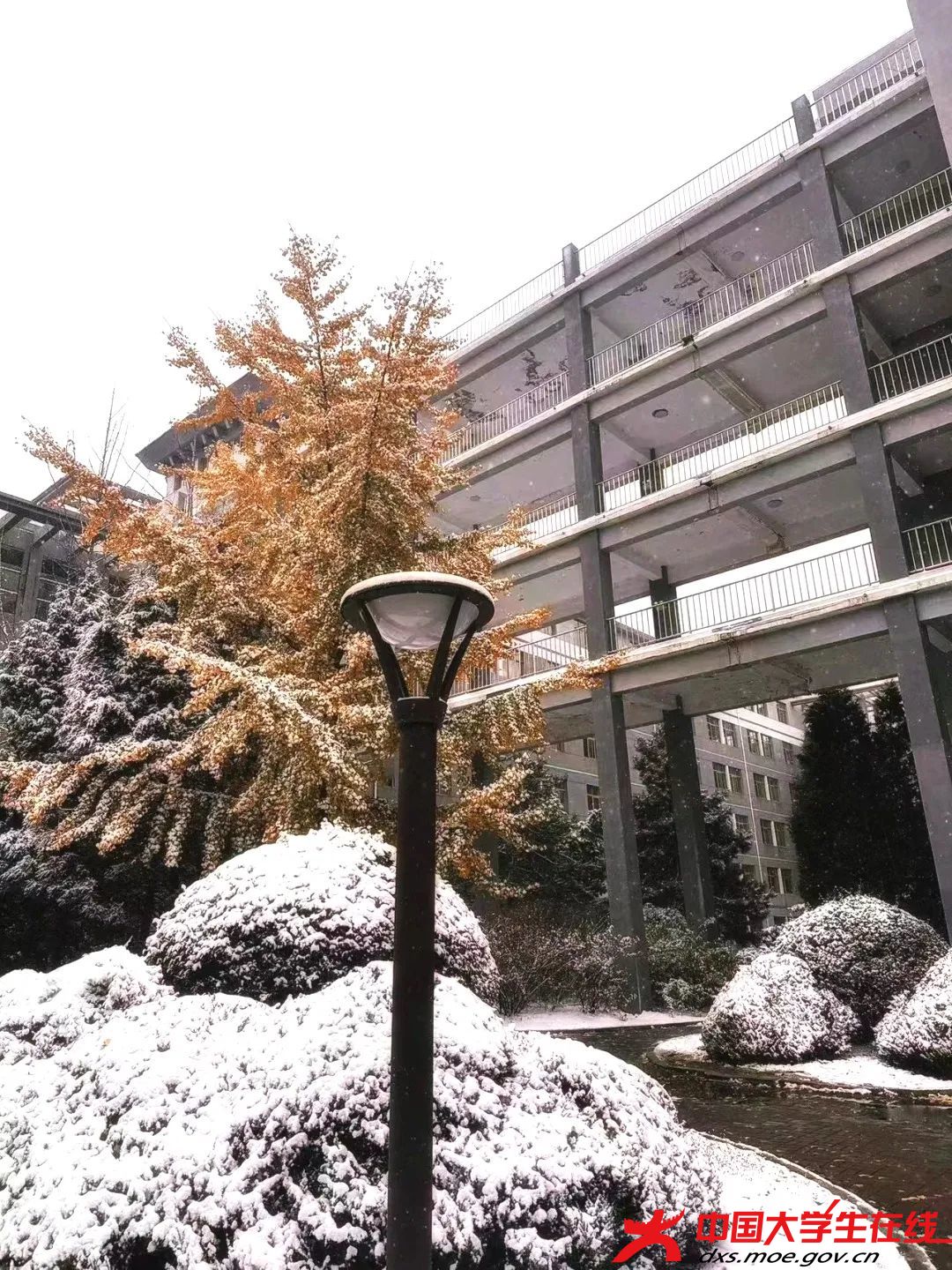 雪城瑰丽。王嵩贺摄.jfif