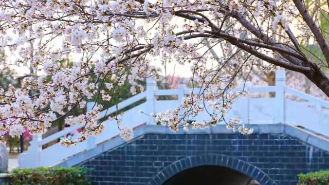 闲暇时光走入校园，享受惬意的安师时光。（安阳师范学院 马豪苒拍摄）