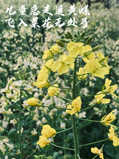 金黄的花海中，每一朵油菜花都像是大自然的精灵，在微风中轻轻摇曳。阳光洒在花瓣上，仿佛给它们镀上了一层金色的光辉。与之交织的白色花朵如同星星点点，点缀在这片金黄之中，形成了一幅和谐美丽的画卷。