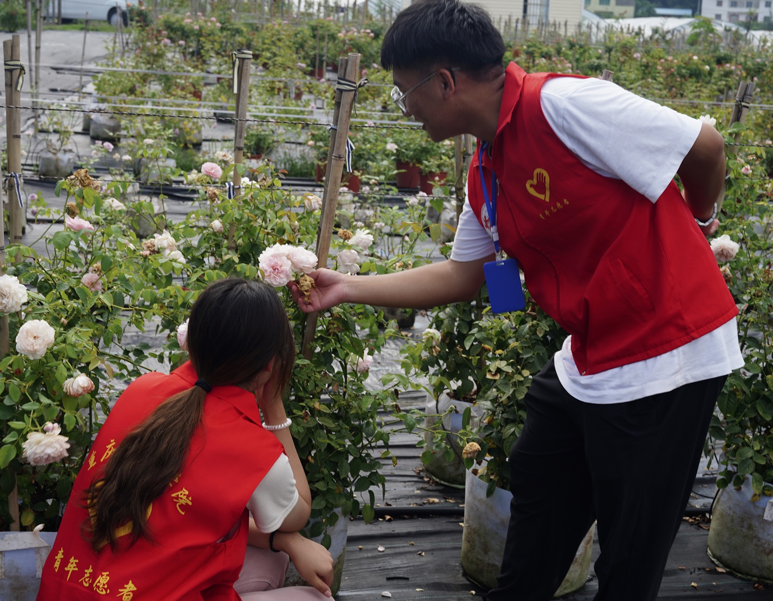 图4:图为团队成员观察月季长势.jpg 图4:图为团队成员观察月季长势.jpg