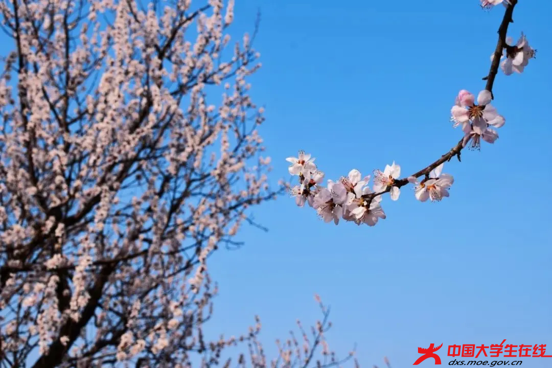 花綻新枝 遼寧科技大學(xué)大通社攝.png