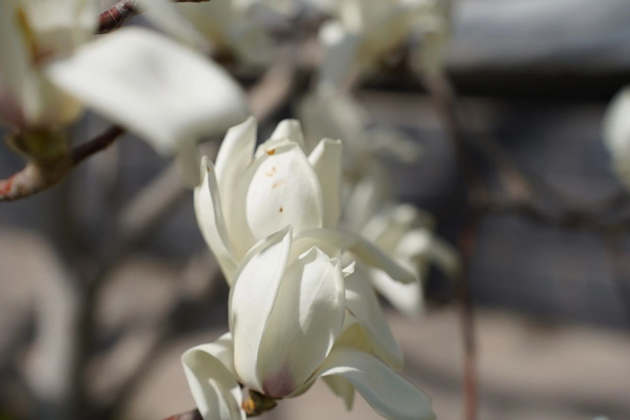 玉兰在教学楼前展开白色终端，用月光格式的瓣尖编译着春的宣言。（融媒体中心 李靖轩摄）