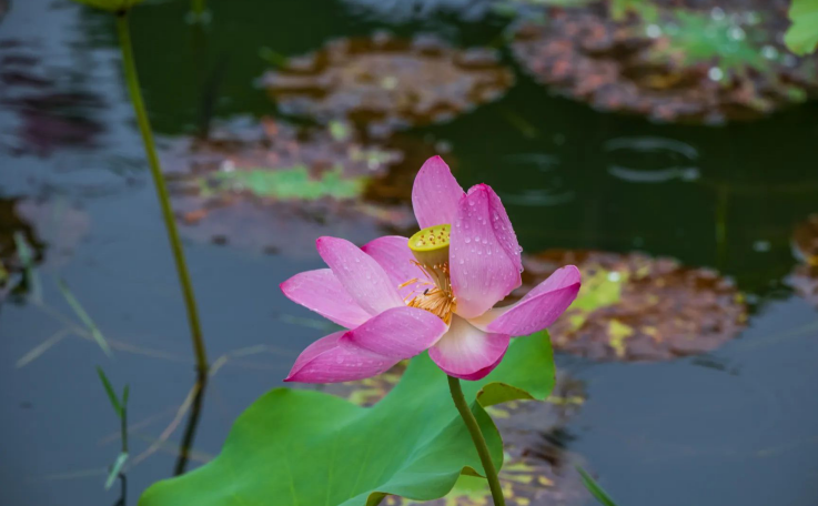 绿色湖大,你“植”得拥有!-13.png 绿色湖大,你“植”得拥有!-13.png