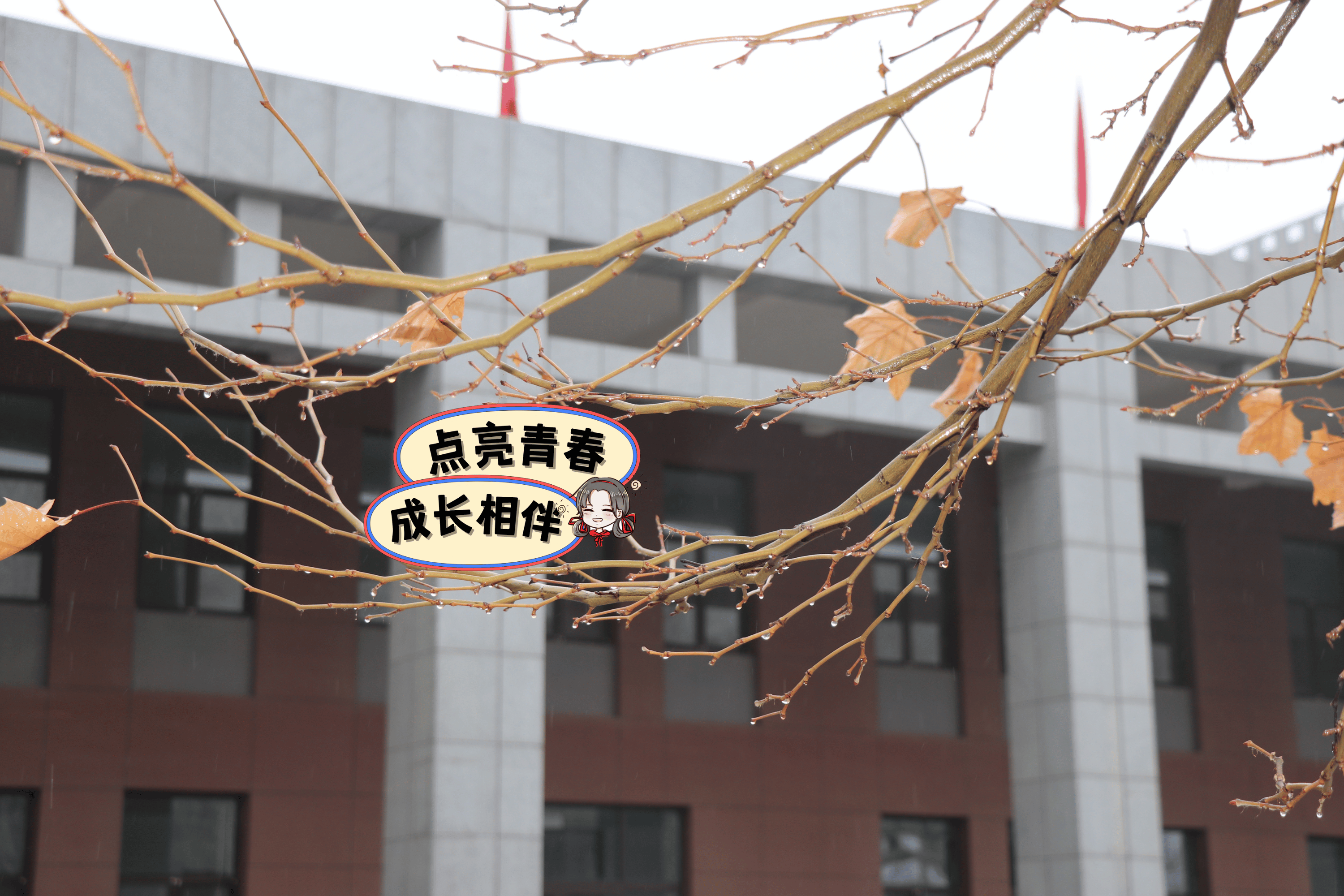 树上挂着小水珠