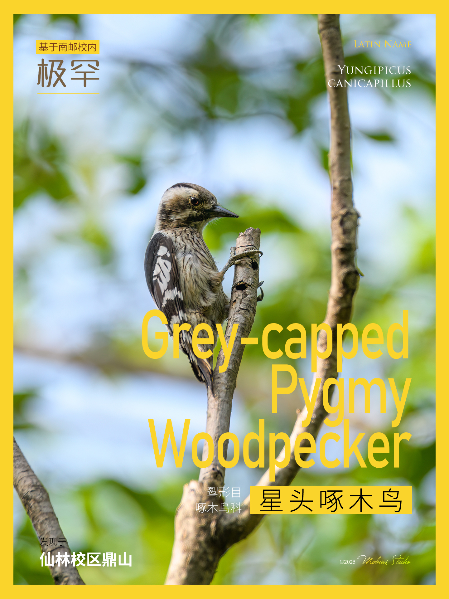 36星头啄木鸟.jpg