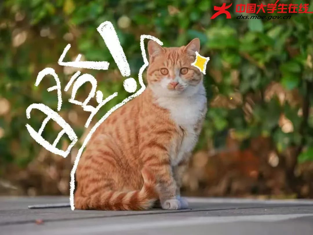 警惕的橘猫学长  来源：河南农业大学