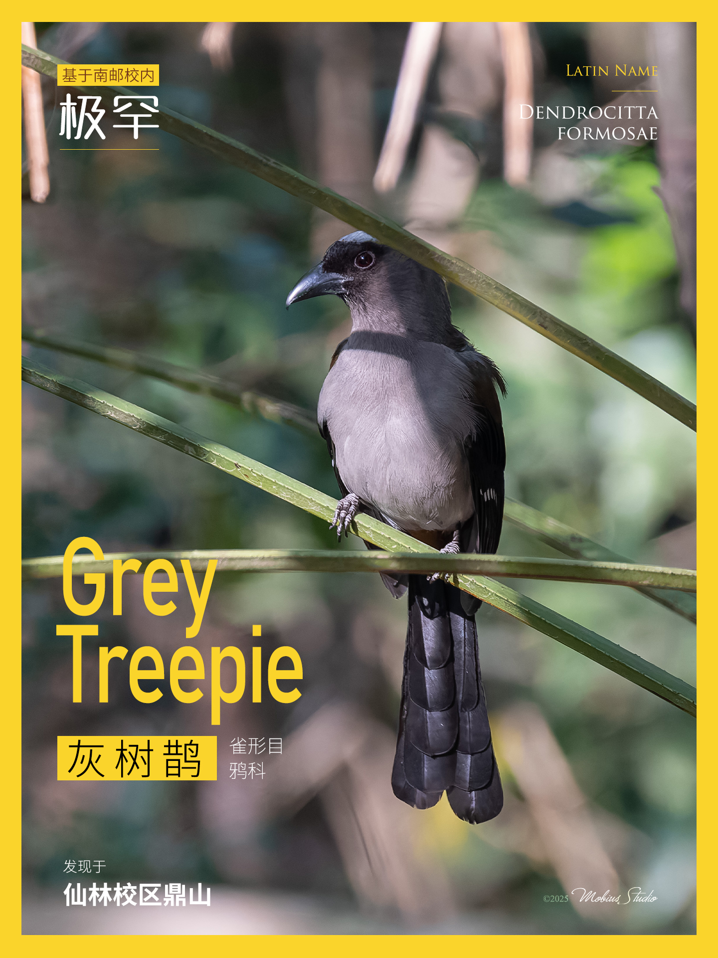 27灰树鹊.jpg