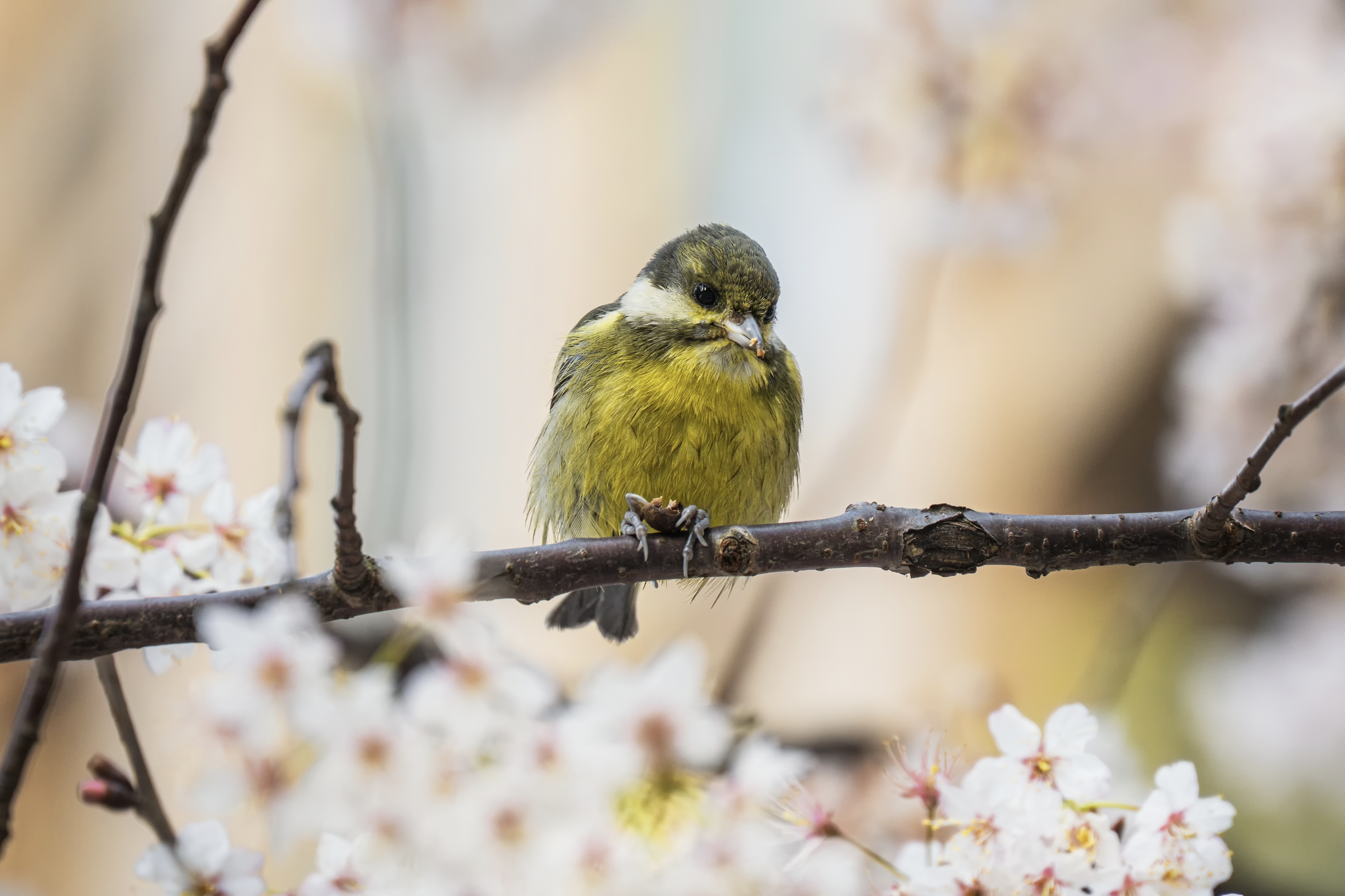 栖于花枝上的小鸟，羽毛明艳，与朵朵繁花相映成趣，尽显春天的生机盎然。(危祎子 摄）