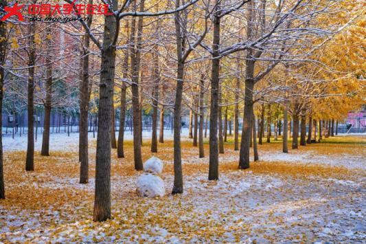点点白色映衬着红黄蓝绿
编织着一个个七彩的梦

2023年11月6日拍摄的渤大雪景 。渤海大学 陶金 摄