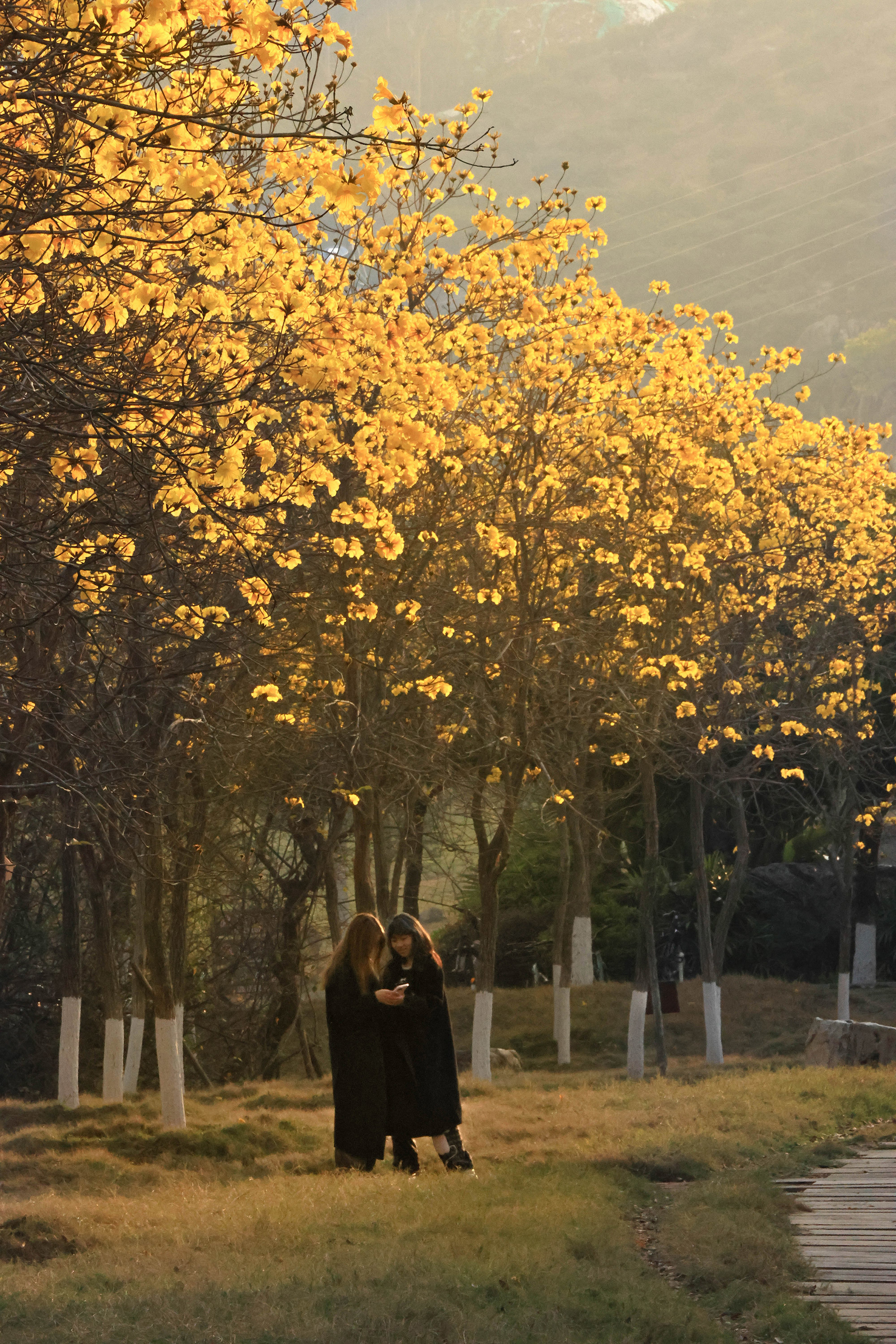 黄花风铃木（摄影：刘汶鑫）.jpg