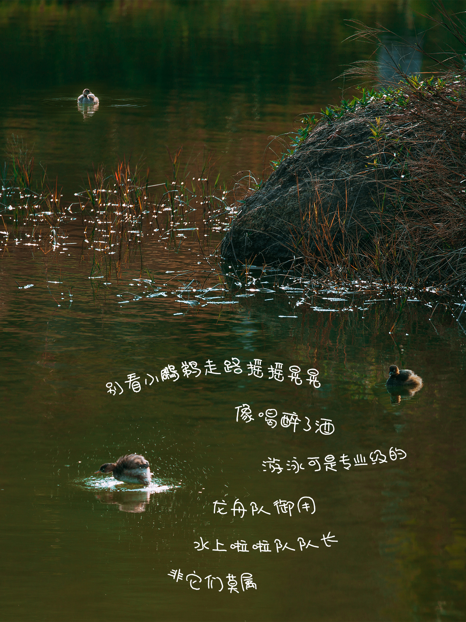 《鸊鷉》别看小鸊鷉走路摇摇晃晃，像喝醉了酒，游泳可是专业级的！龙舟队御用水上啦啦队队长，非它莫属。（摄影：朱鲜艳）