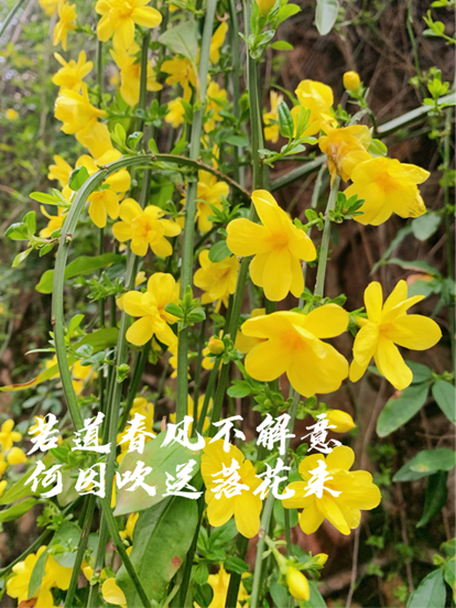 在一片翠绿的丛林中，一簇簇明亮的黄色花朵如繁星般点缀其间。这些花朵娇艳欲滴，花瓣轻盈，仿佛在微风中轻轻摇曳，散发出淡淡的清香。