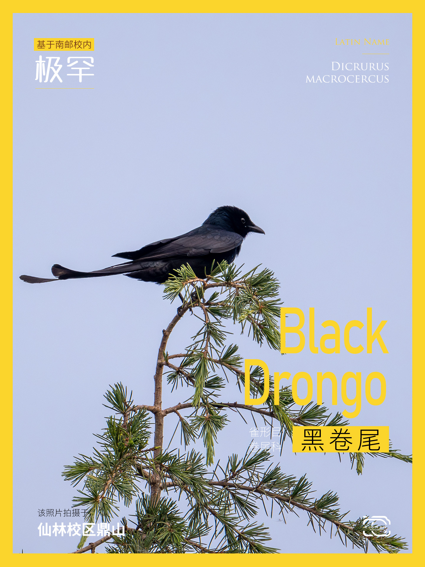 39黑卷尾.jpg